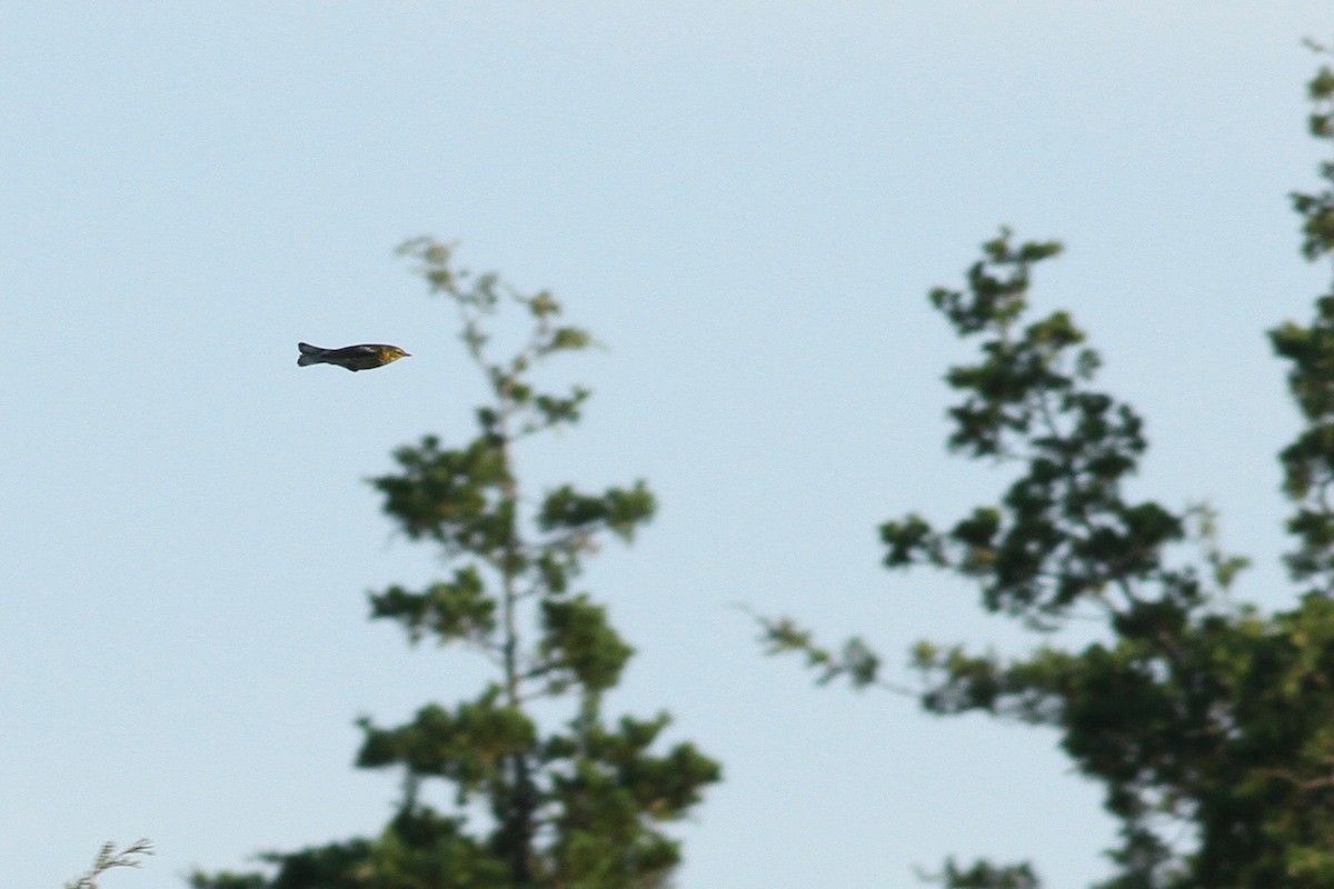 Cape May Warbler - ML35055101