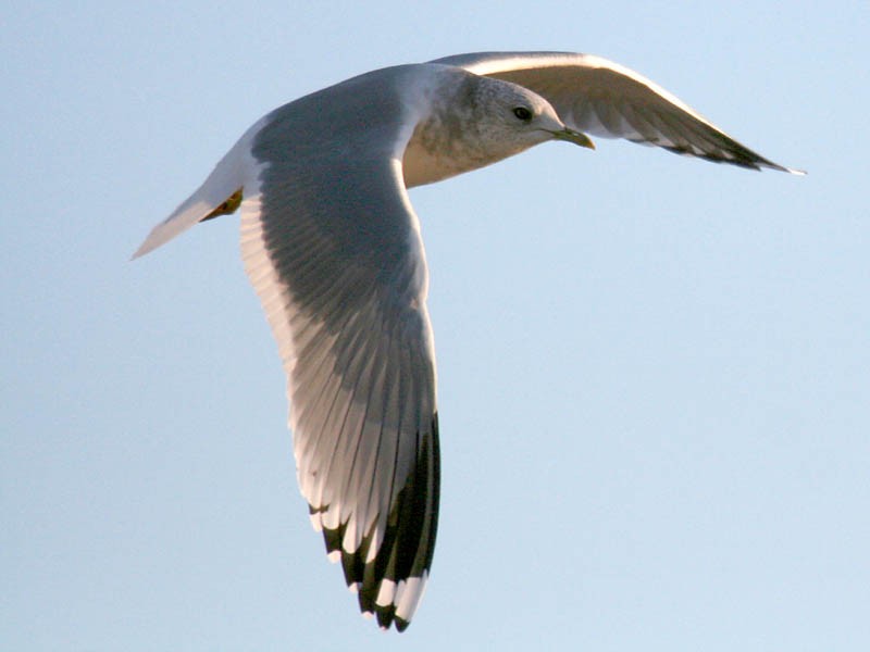 Short-billed Gull - Greg Gillson