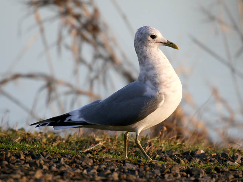 Short-billed Gull - ML35055131