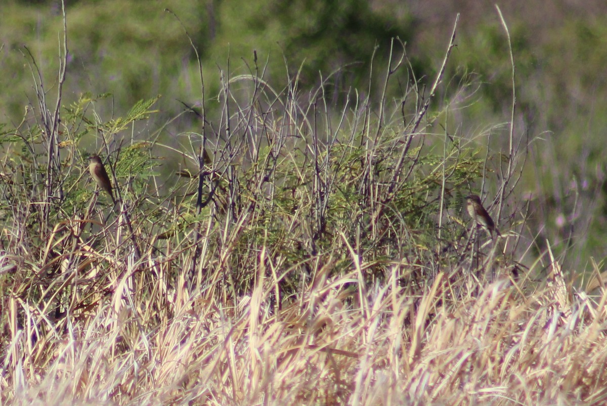 African Silverbill - ML350551761