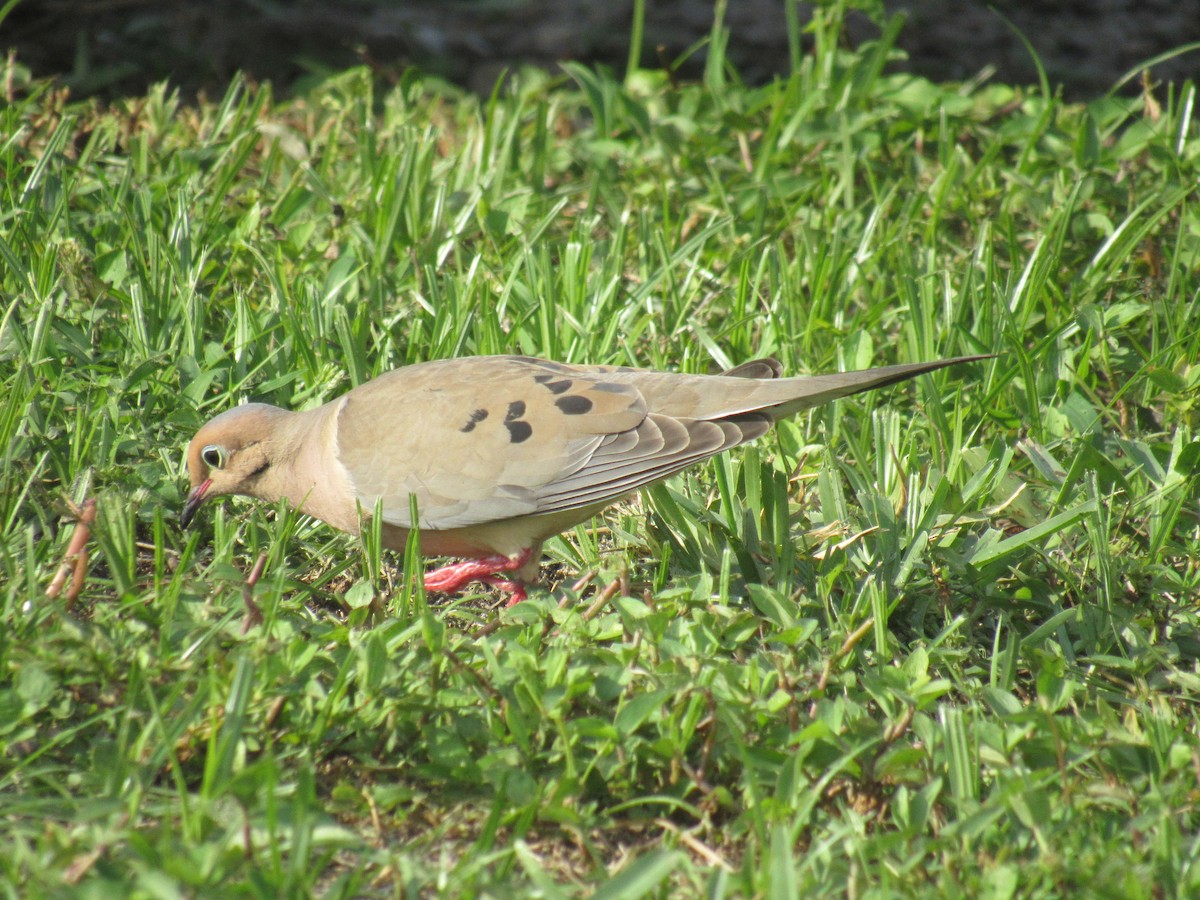 Mourning Dove - ML350555001