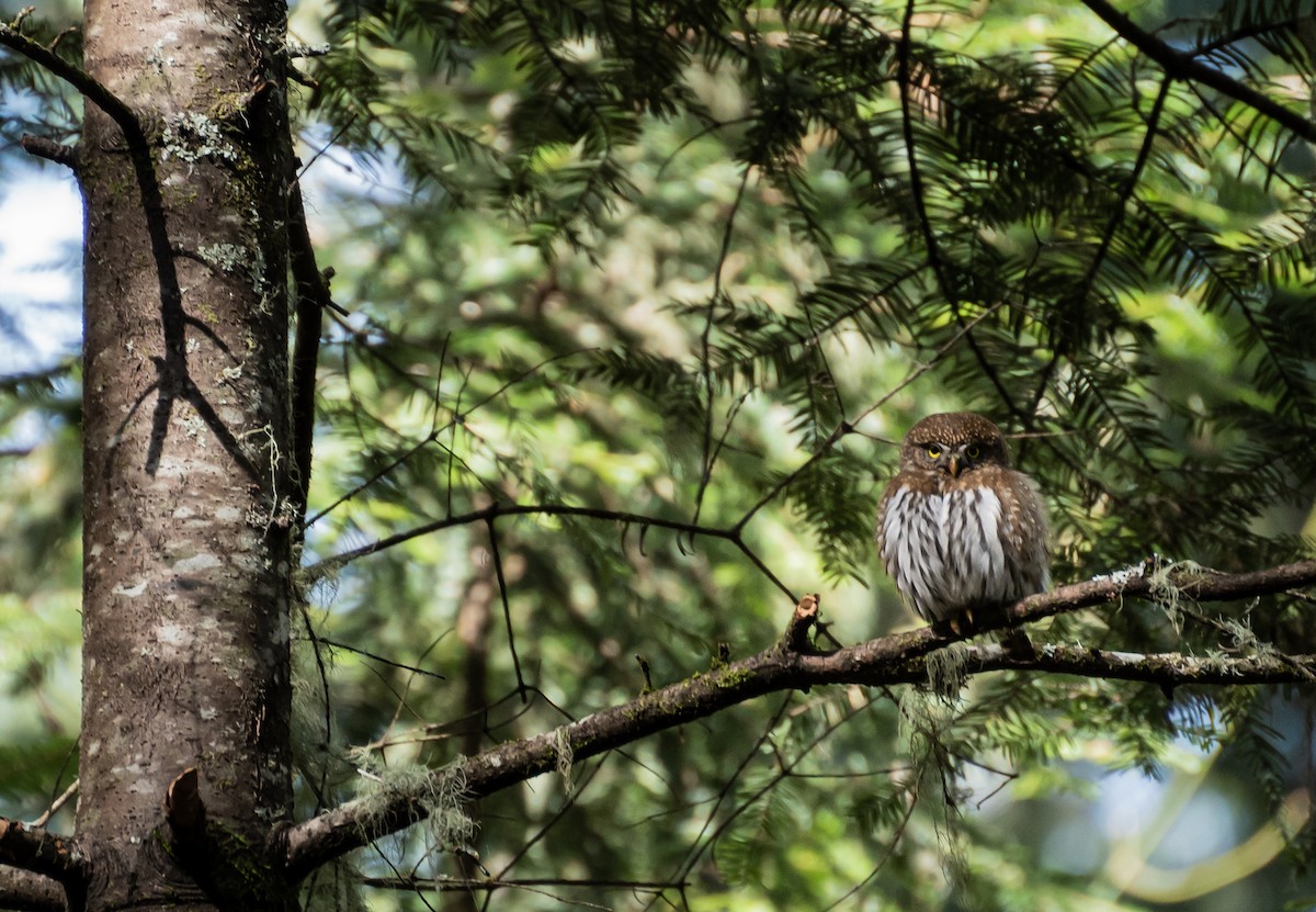 Northern Pygmy-Owl - ML350555031