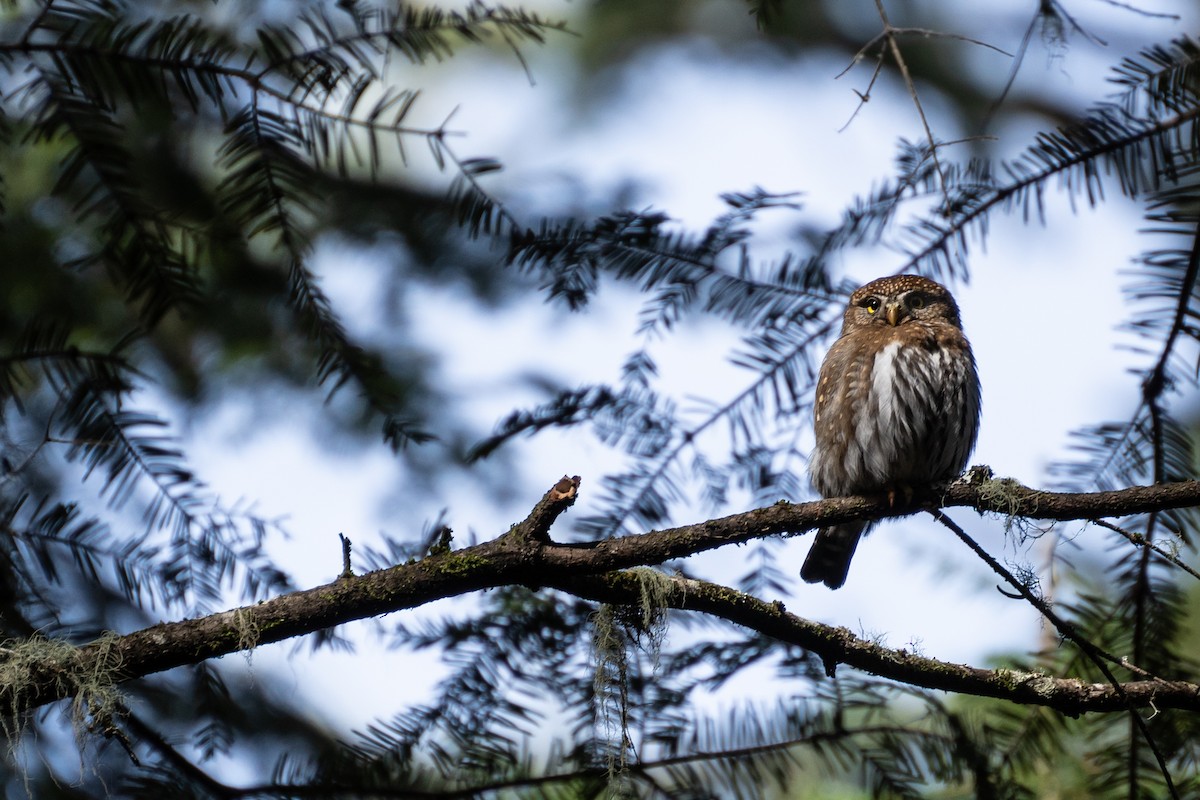 Northern Pygmy-Owl - ML350555051