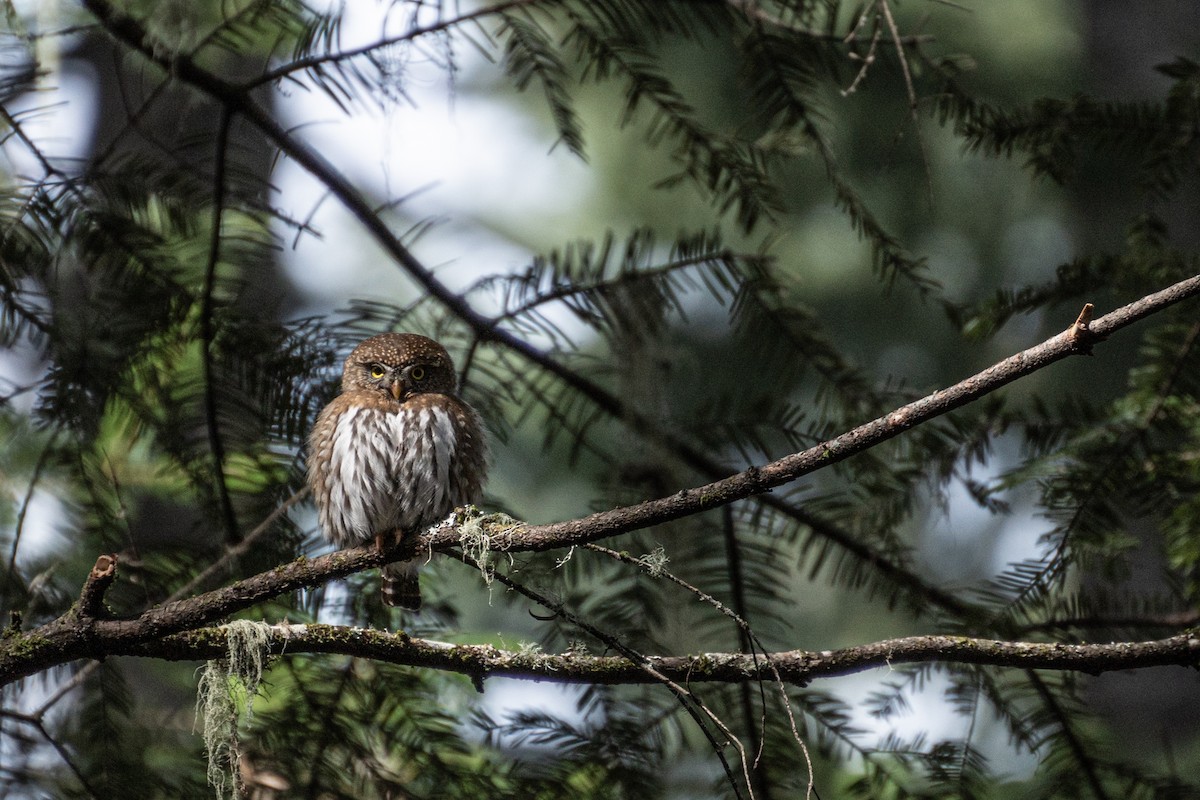 Northern Pygmy-Owl - ML350555071