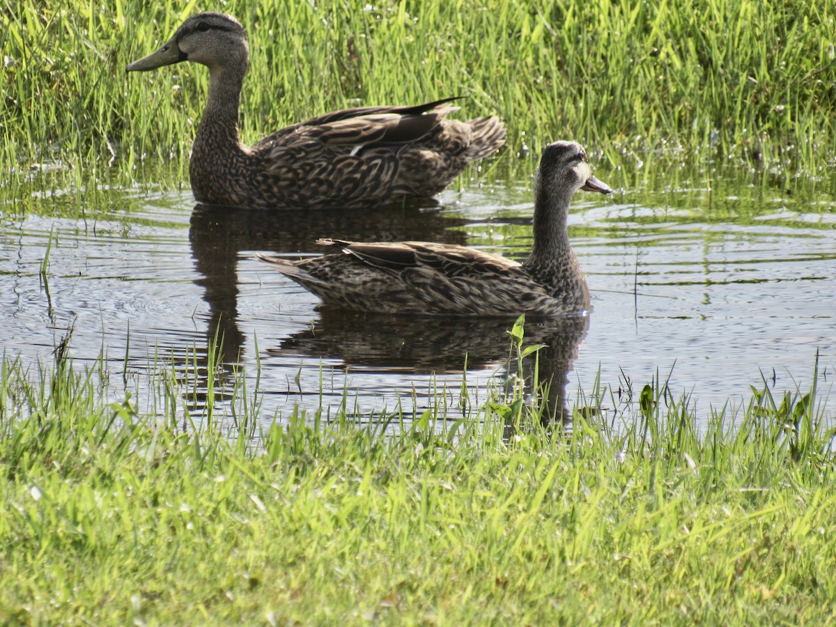 Mottled Duck - ML350555211