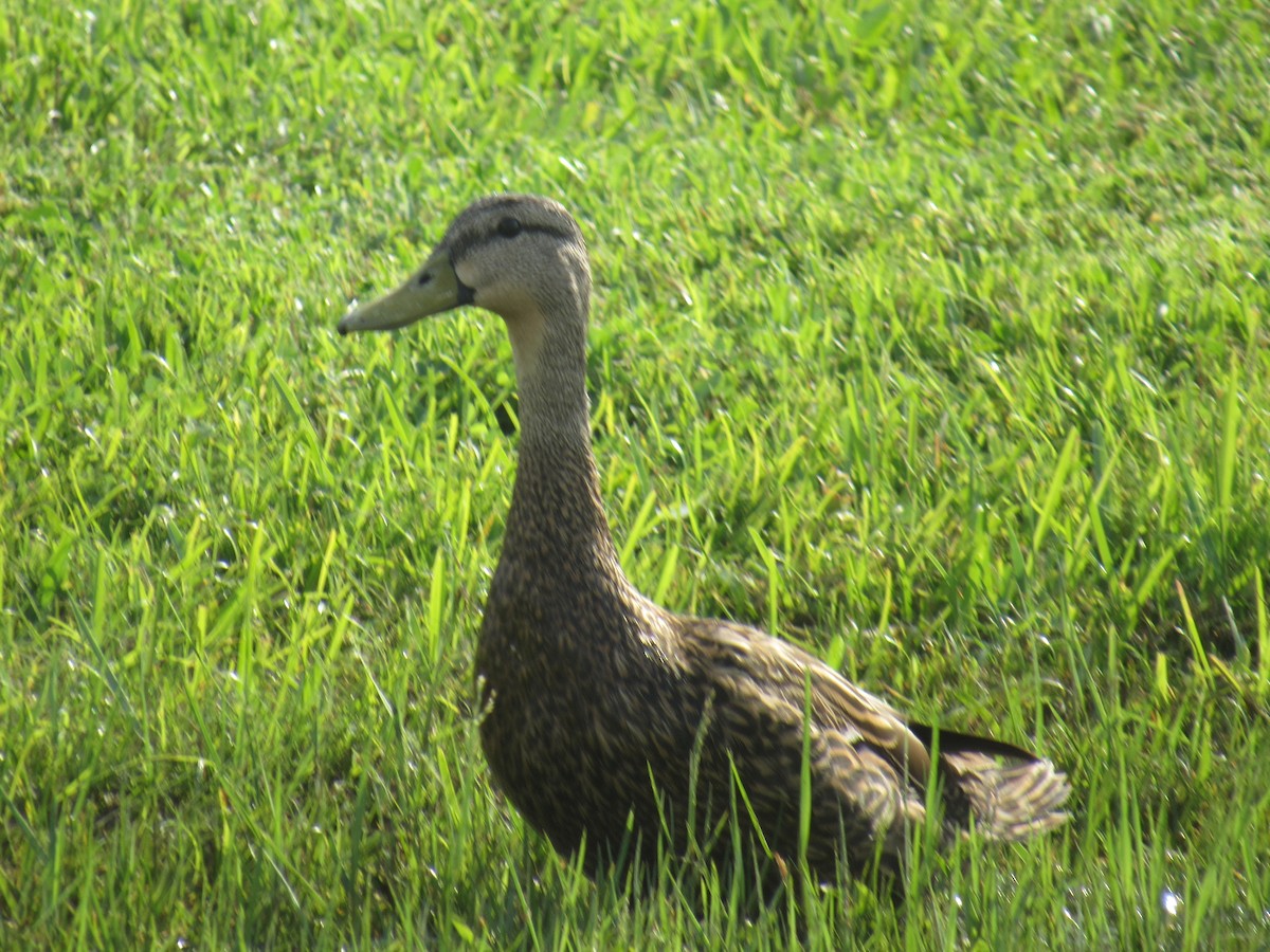 Mottled Duck - ML350555221