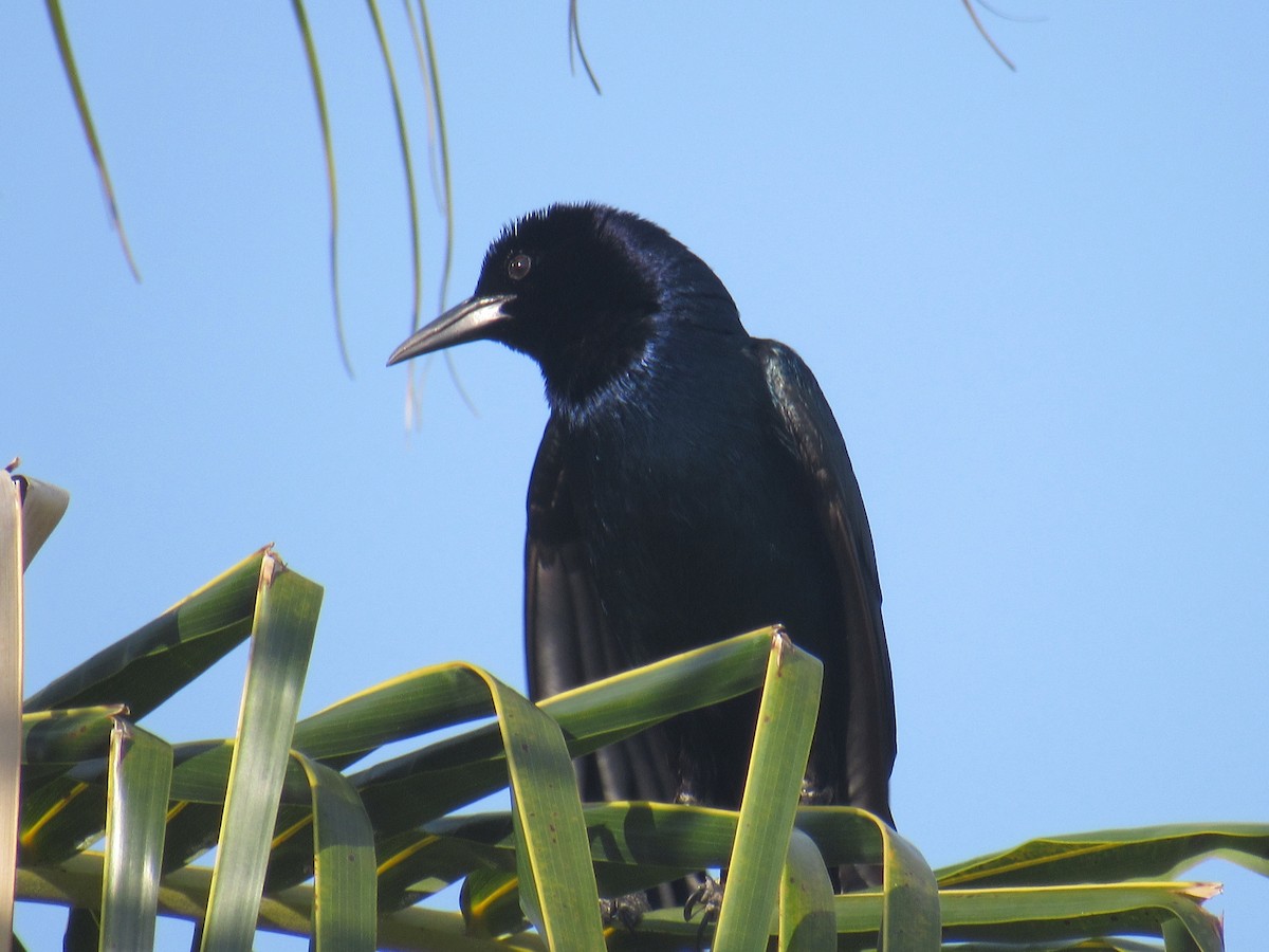 Boat-tailed Grackle - ML350555251