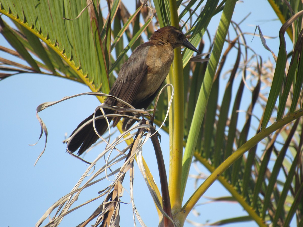Boat-tailed Grackle - ML350555261