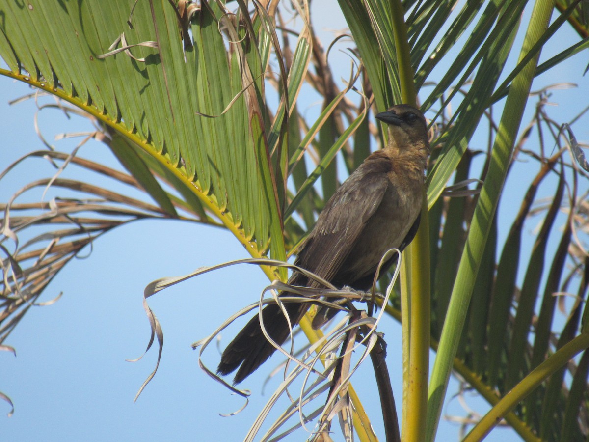 Boat-tailed Grackle - ML350555291
