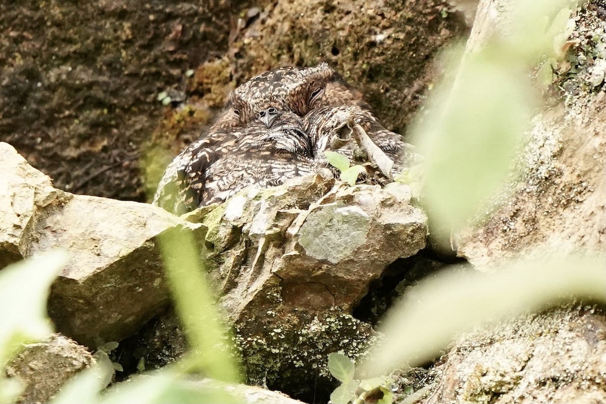 Lyre-tailed Nightjar - ML350556371