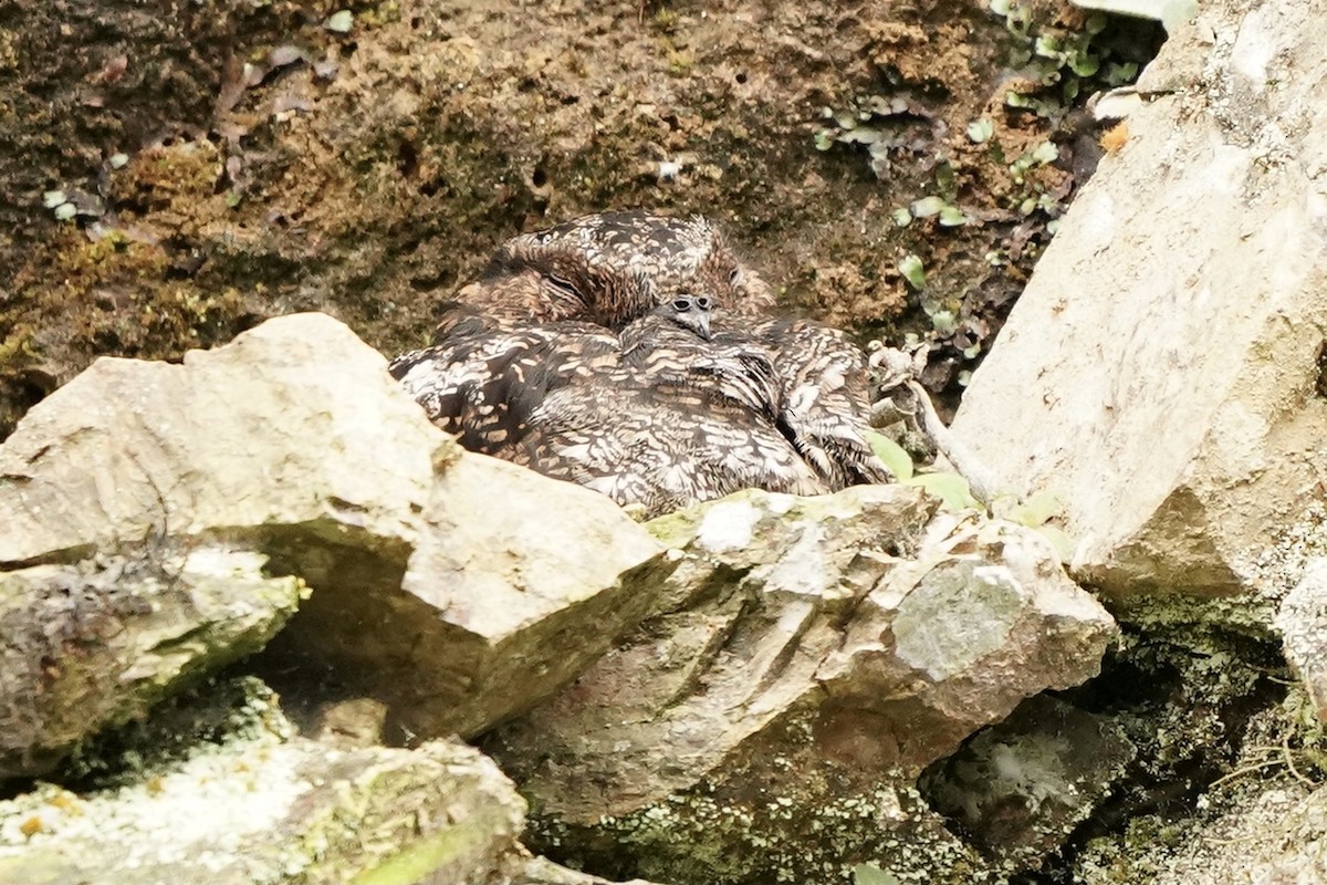 Lyre-tailed Nightjar - ML350556381