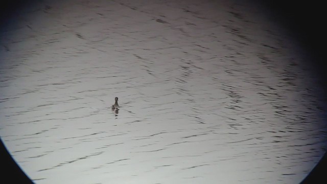 Wilson's Phalarope - ML350557231