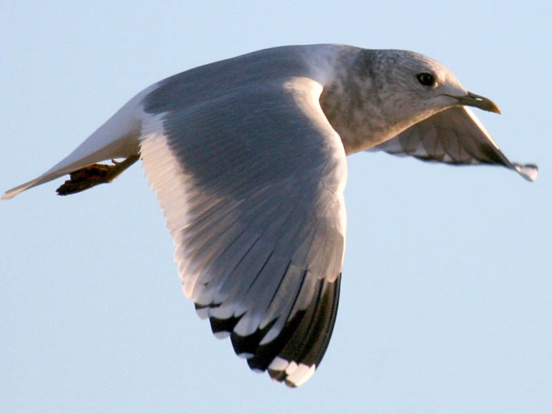 Short-billed Gull - ML35055761