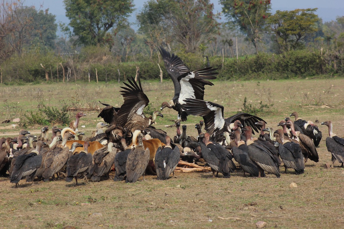 White-rumped Vulture - Santosh   Kumar Thakur ( Wildlifer)