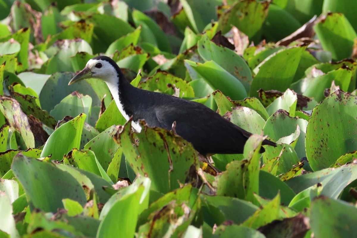 White-breasted Waterhen - ML350559011