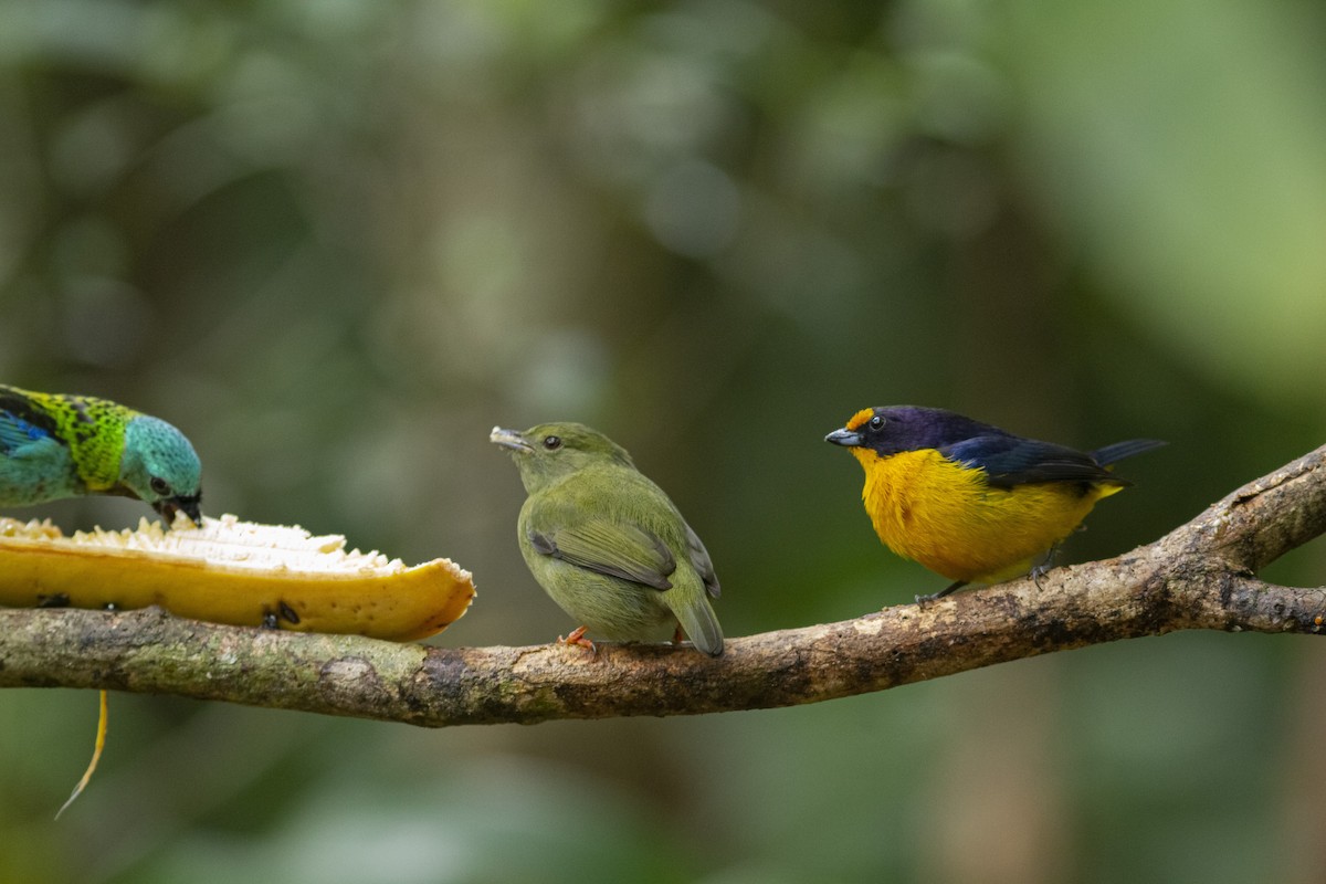 White-bearded Manakin - ML350562611