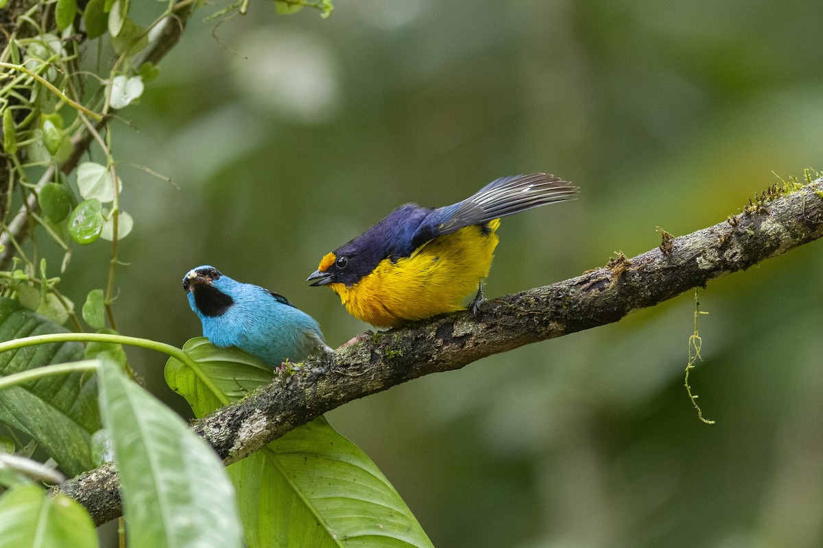 Violaceous Euphonia - ML350562671