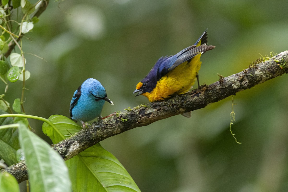 Violaceous Euphonia - ML350562681