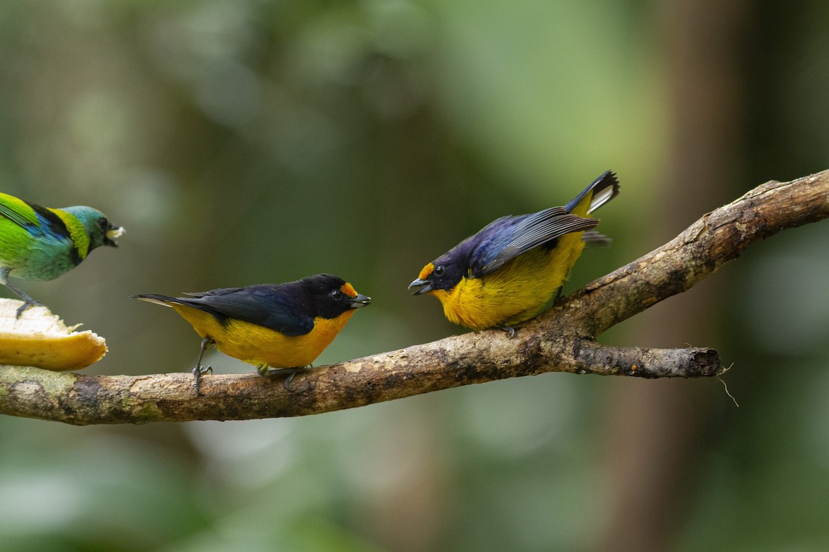 Violaceous Euphonia - ML350562701