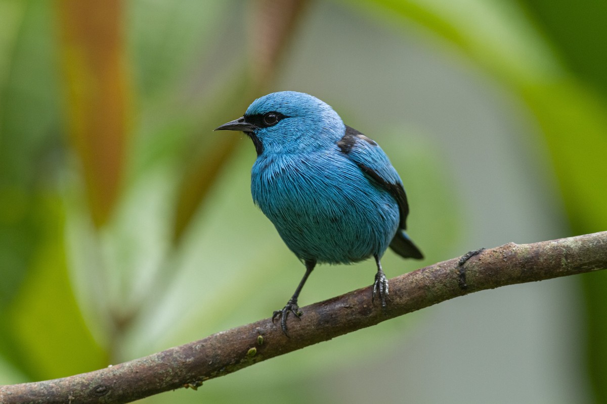 Black-legged Dacnis - Henry Miller Alexandre