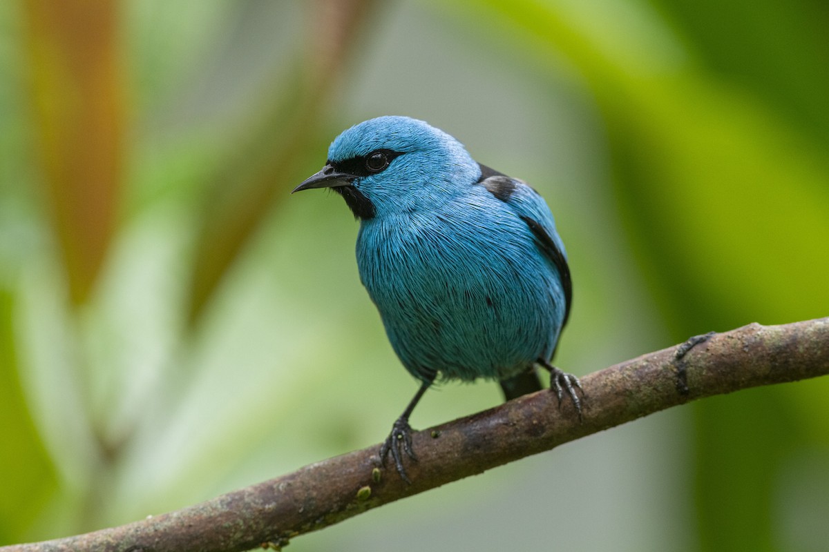 Black-legged Dacnis - ML350562831