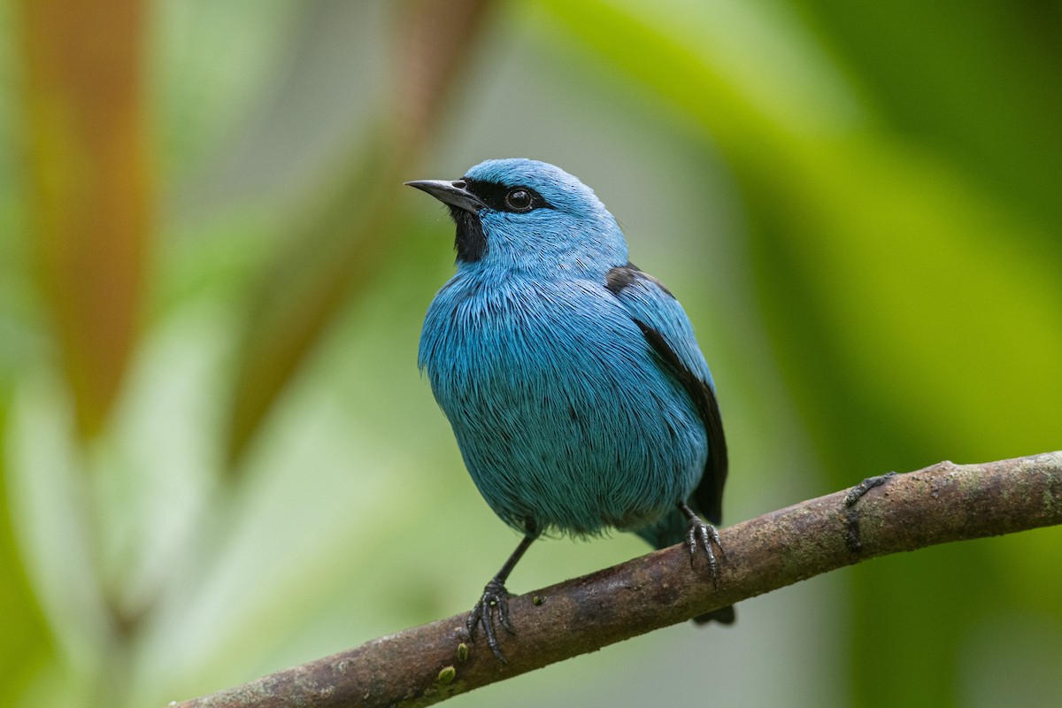 Black-legged Dacnis - Henry Miller Alexandre