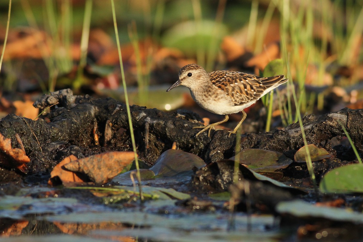 Least Sandpiper - ML35056301