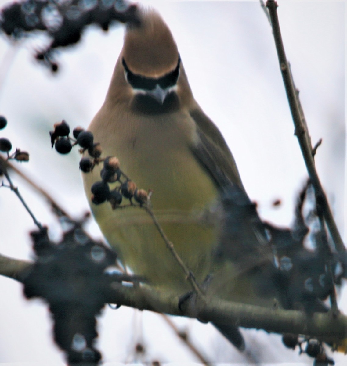 Cedar Waxwing - ML350563161