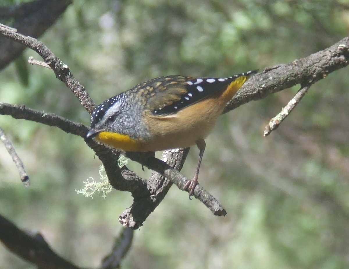 Pardalote Moteado - ML350564001