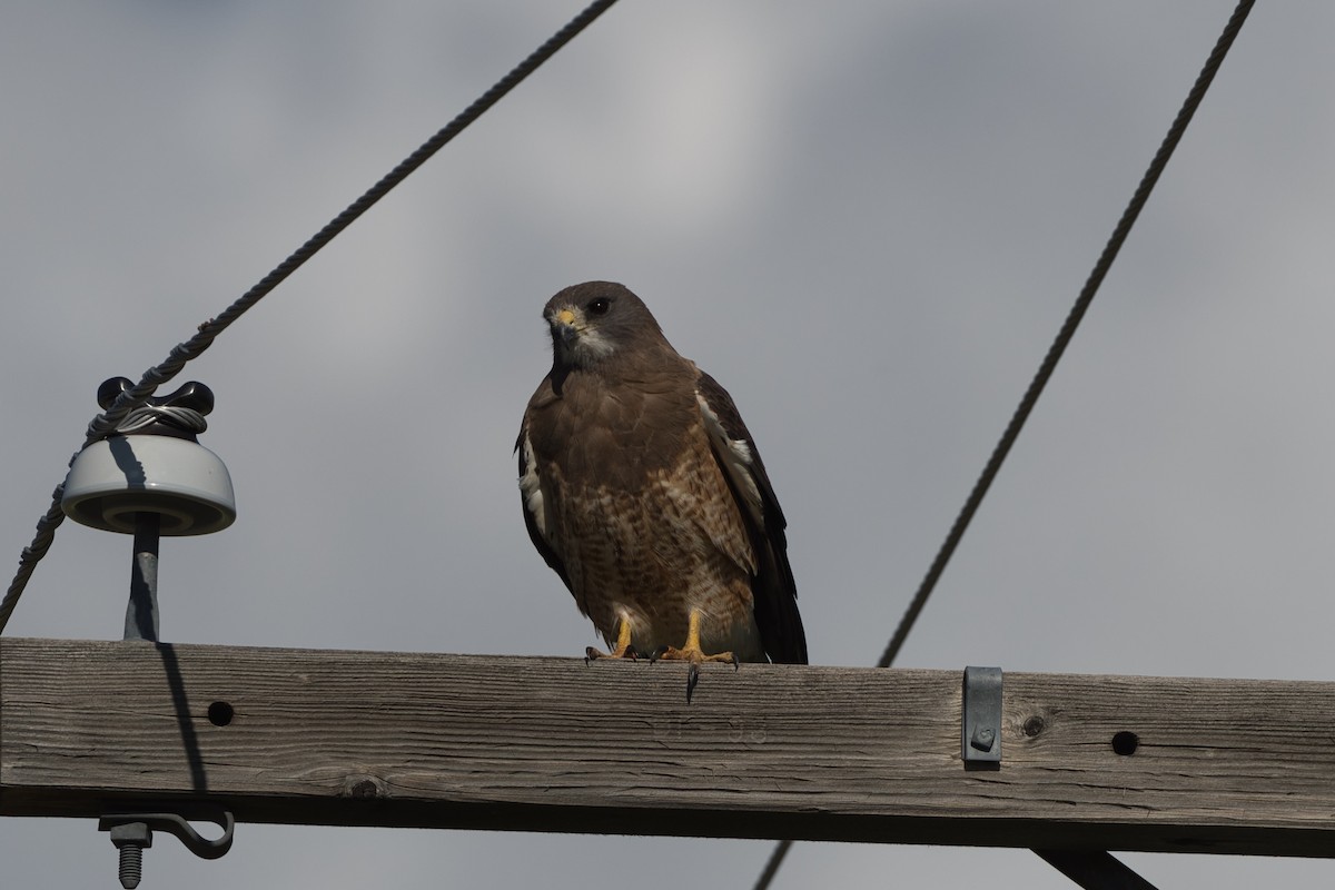 Swainson's Hawk - ML350564261