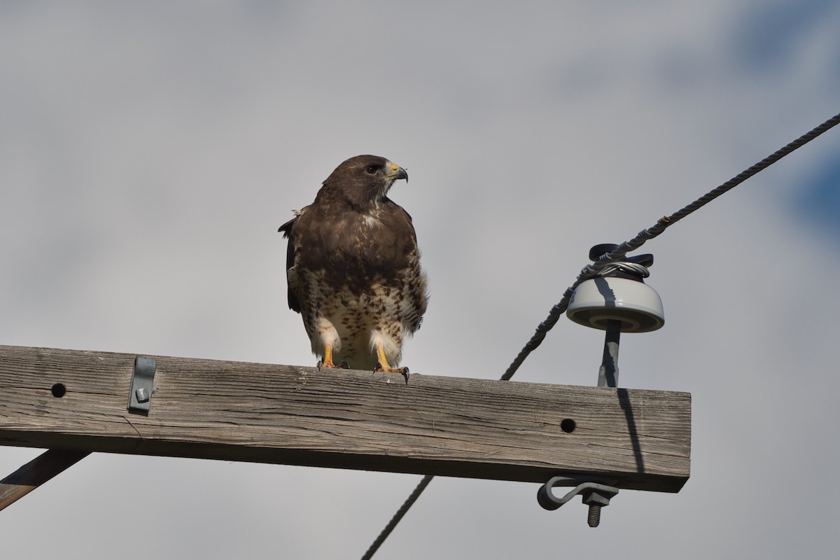 Swainson's Hawk - ML350564321