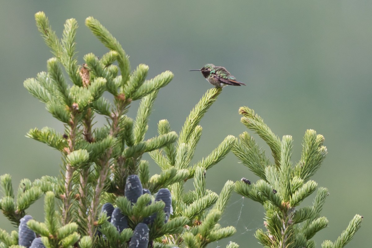 Broad-tailed Hummingbird - ML350564451