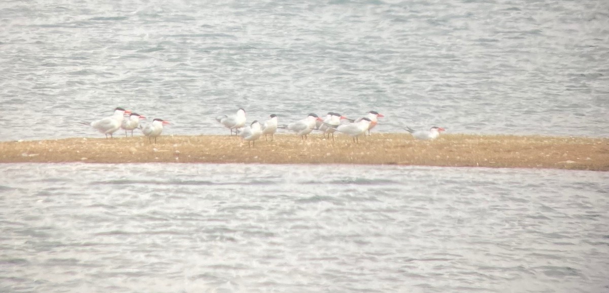 Морин хараалай - ML350565531