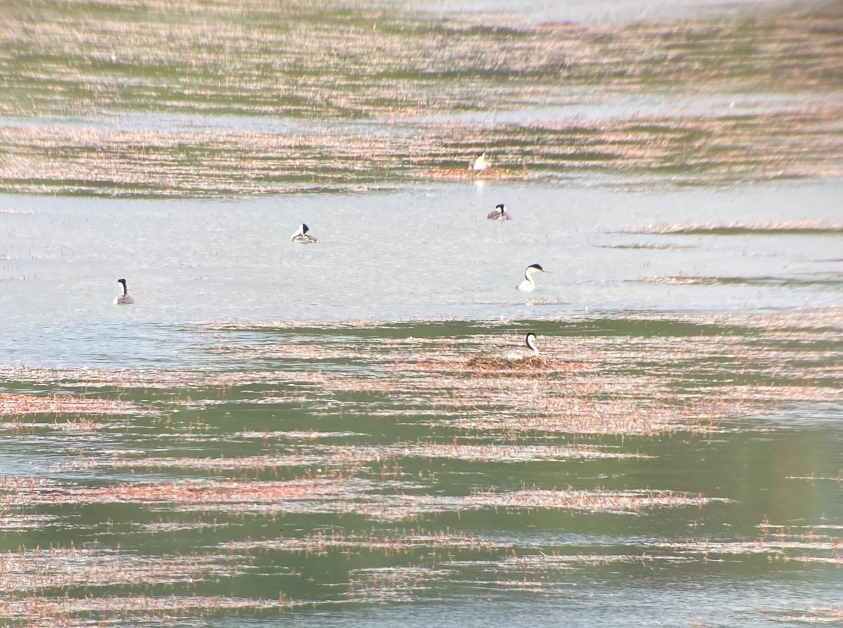 Western Grebe - ML350565591
