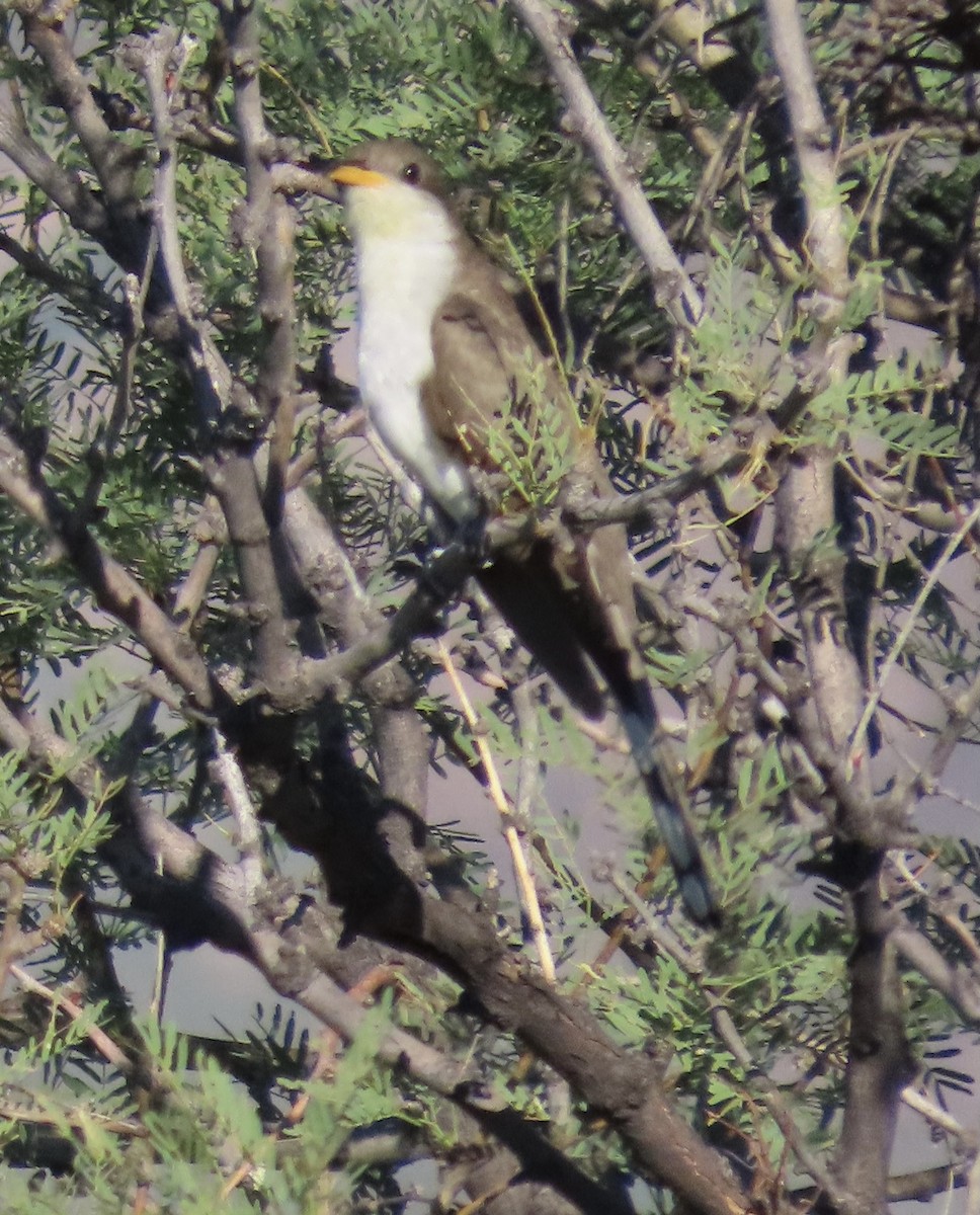 Yellow-billed Cuckoo - ML350565631