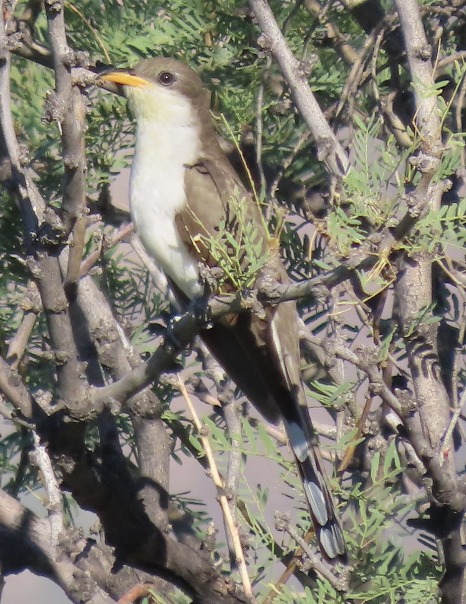 Yellow-billed Cuckoo - ML350565661