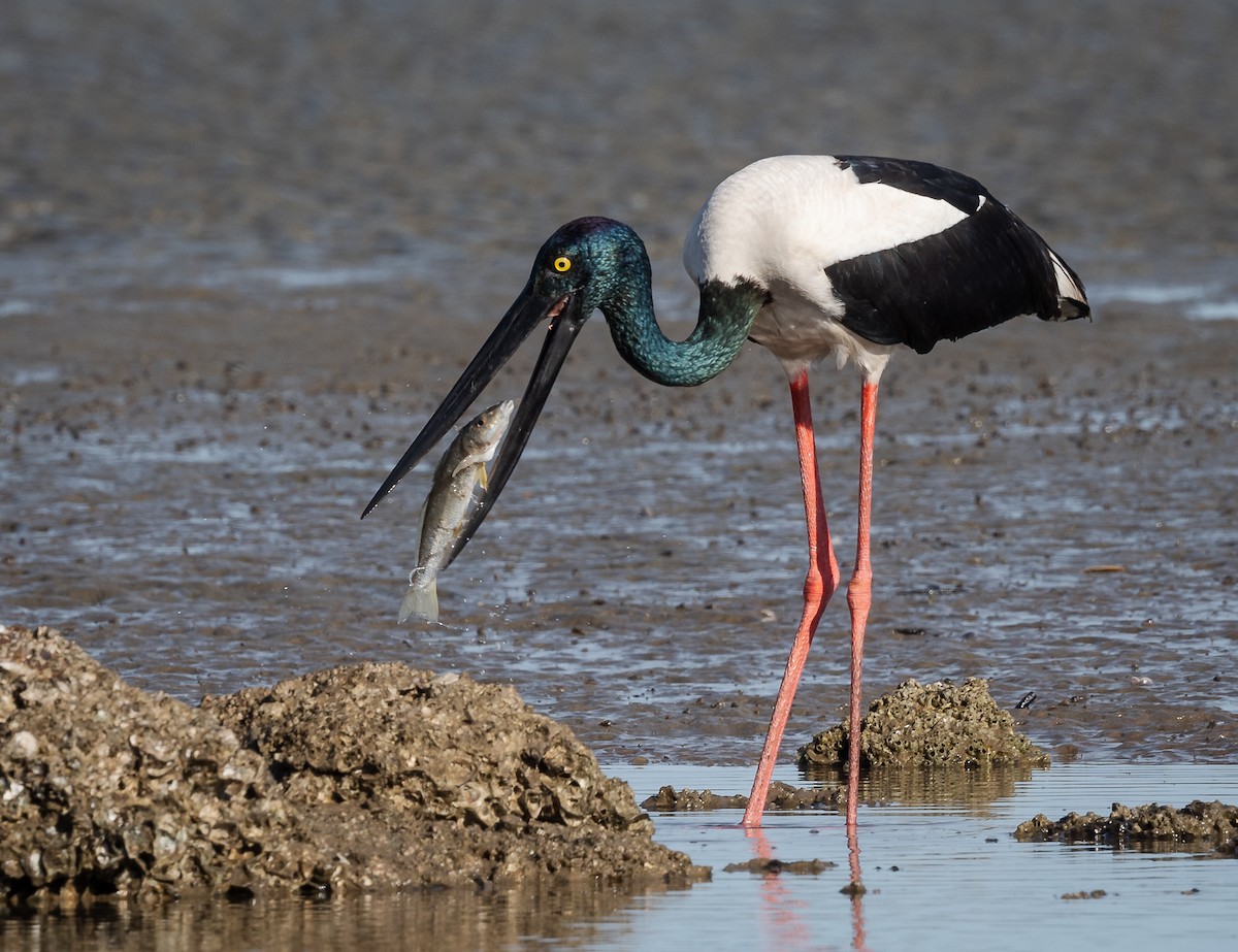 Black-necked Stork - Barry Deacon