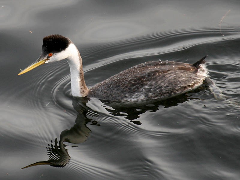 Western Grebe - ML35056971