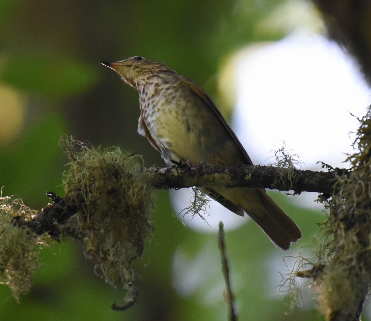 Swainson's Thrush - virginia rayburn