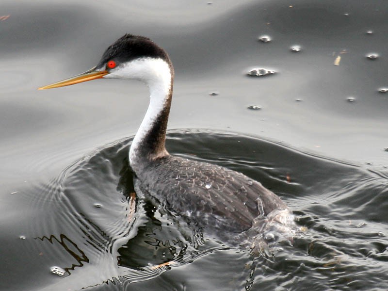Western x Clark's Grebe (hybrid) - ML35056991