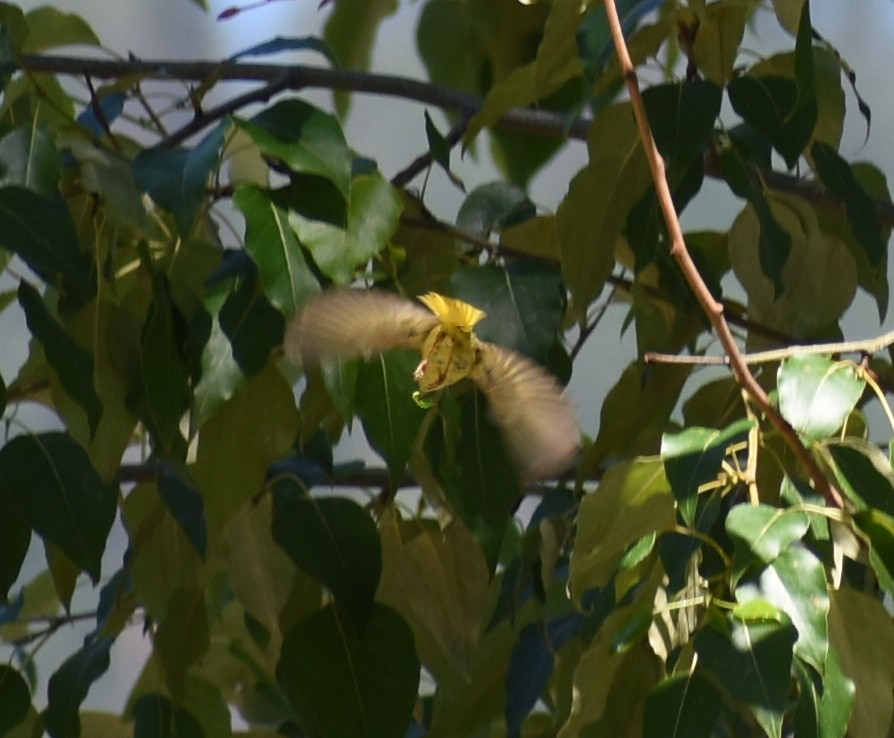 Yellow Warbler - ML350570011