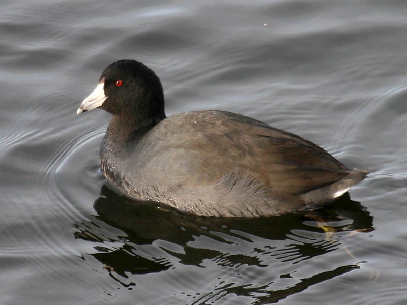 American Coot - ML35057021