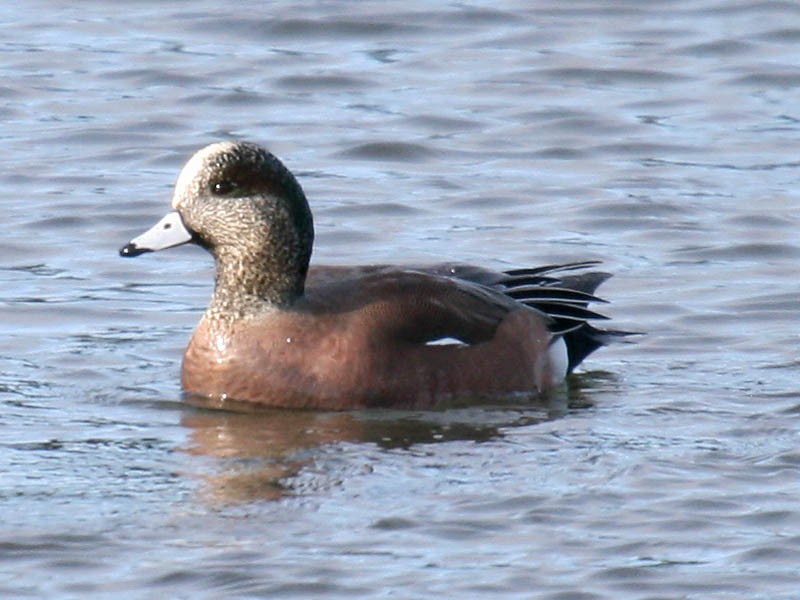 American Wigeon - ML35057101