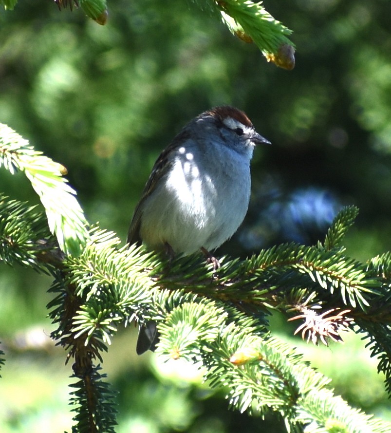 Chipping Sparrow - ML350571121