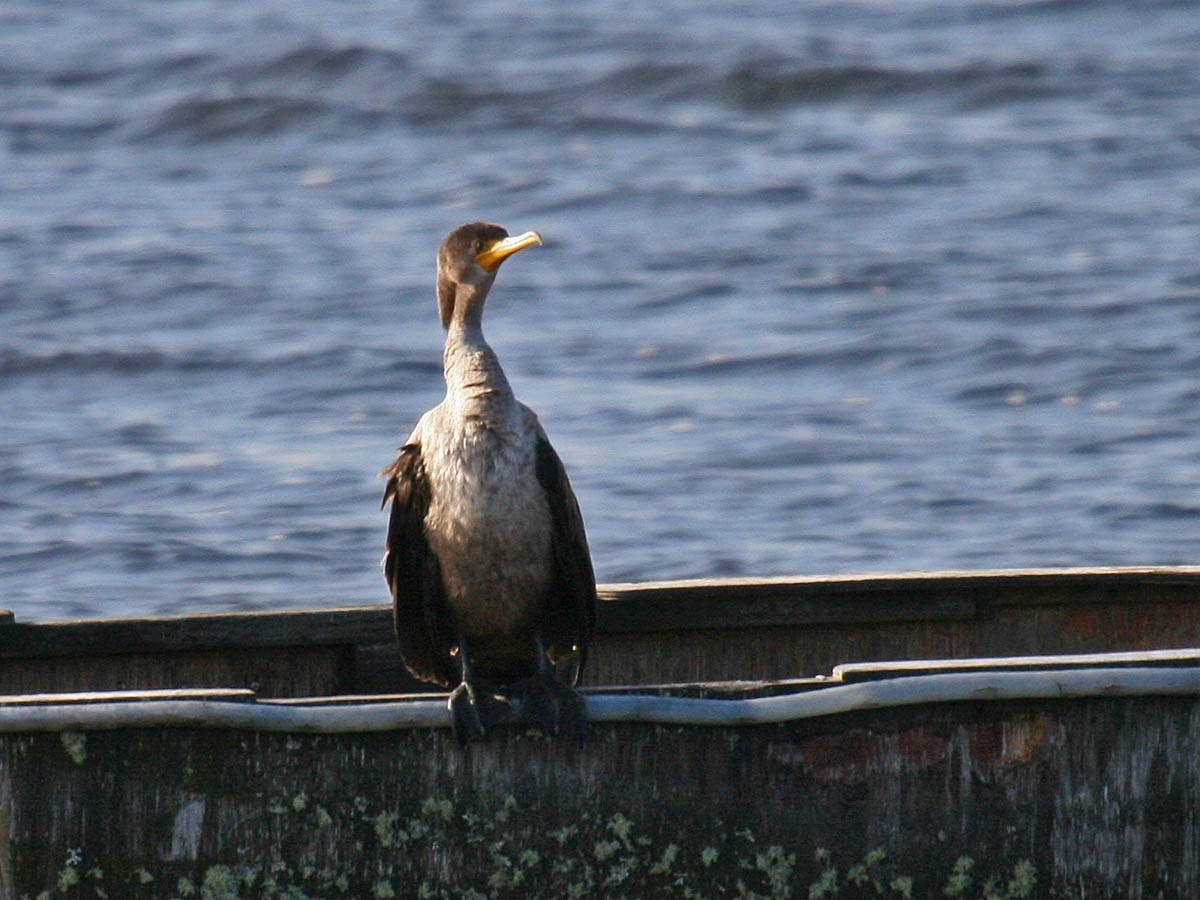 Double-crested Cormorant - ML35057121
