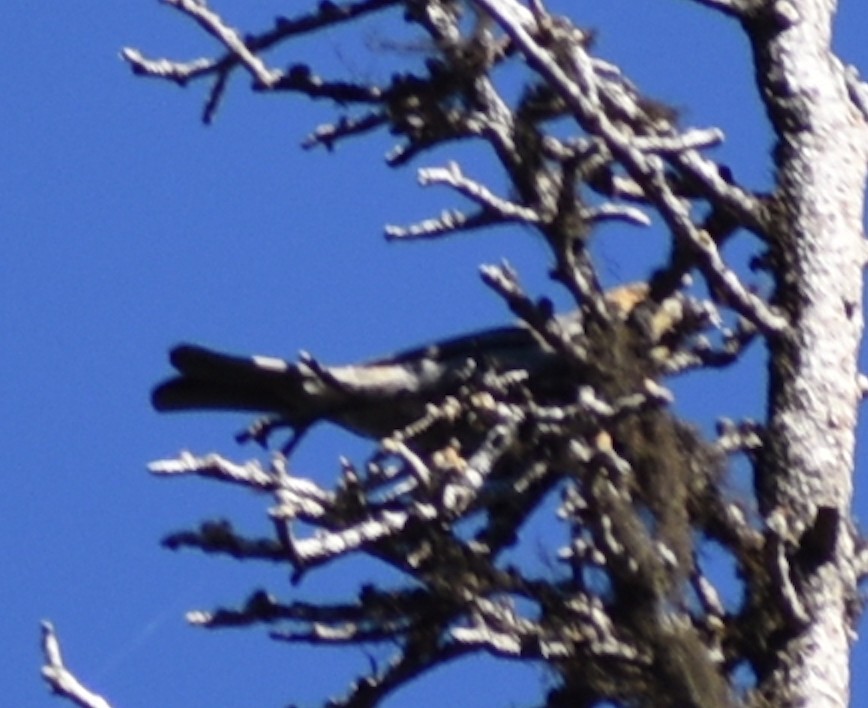 Pine Grosbeak - ML350571231