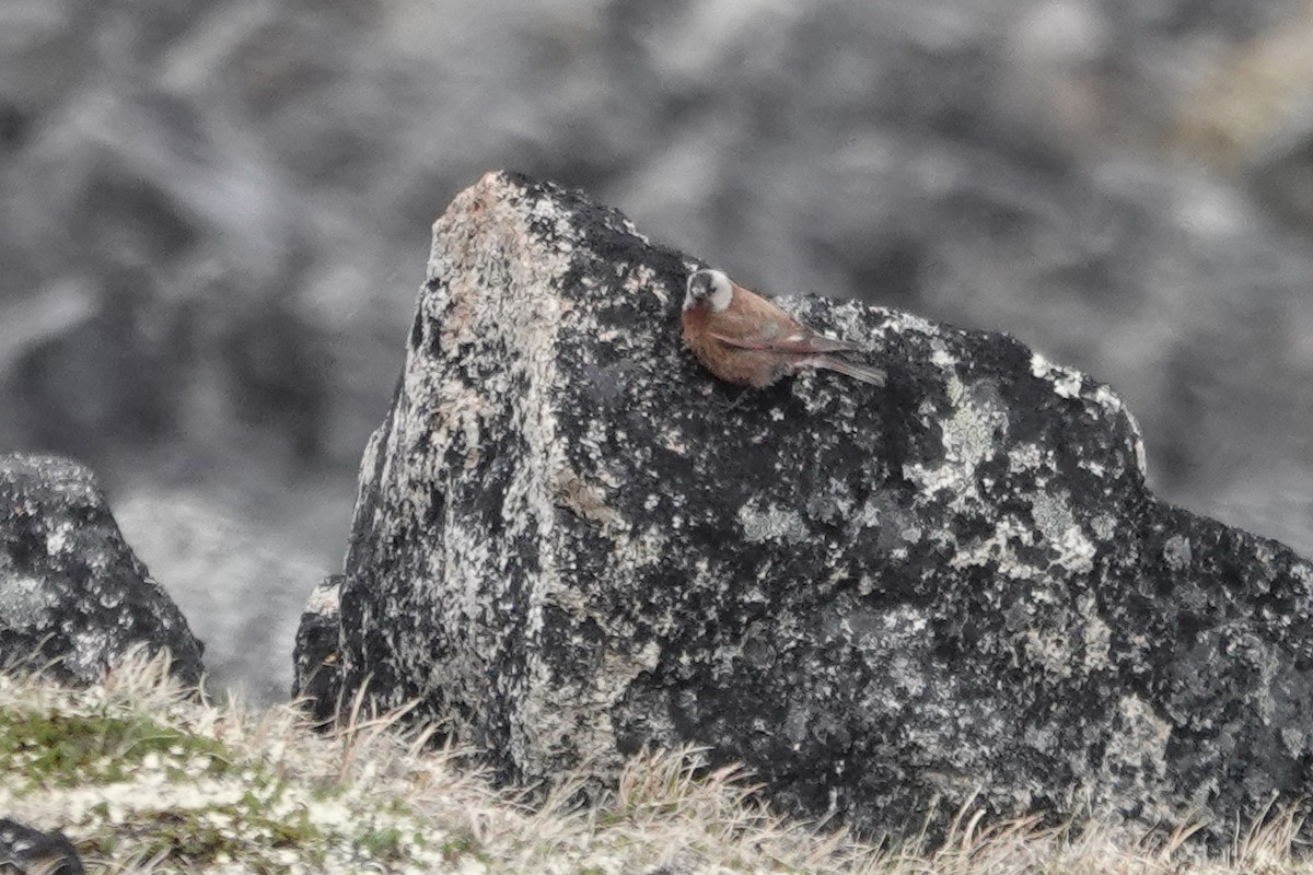 grånakkefjellfink (littoralis) - ML350571591