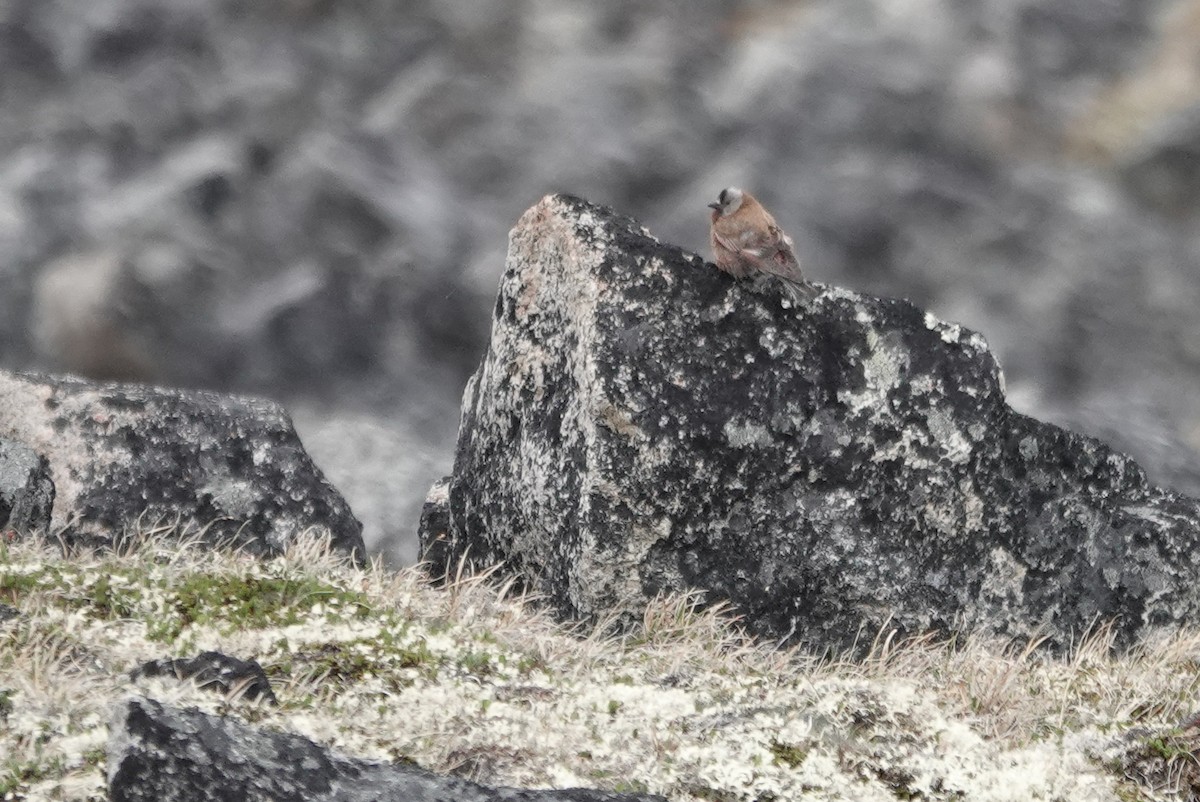 Pinzón Montano Nuquigrís (littoralis) - ML350571611