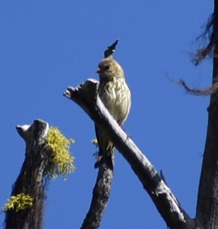 Pine Siskin - ML350571801