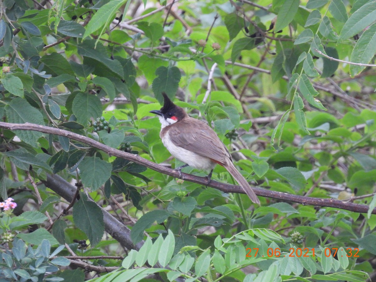 Red-whiskered Bulbul - ML350573141